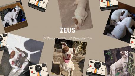 Cherished Memories of Zeus the Dog wallpaper