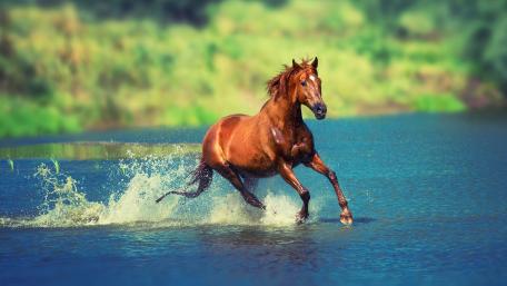 Galloping Freedom by the Lake wallpaper