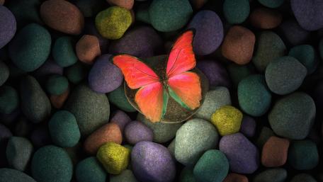 Vibrant Butterfly Amidst Glowing Pebbles wallpaper