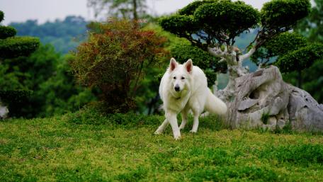 Majestic White Shepherd in Tranquil Garden Scene wallpaper