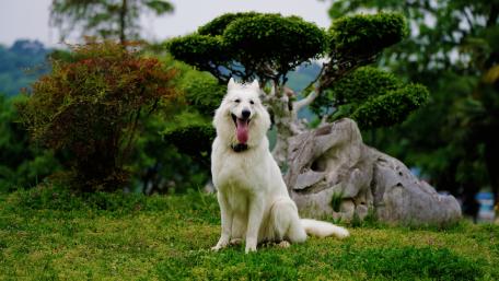 Majestic White Shepherd in Nature wallpaper