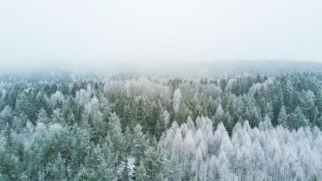 Serenity of a Winter Forest in 4K Wallpaper wallpaper