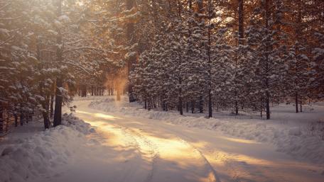 Winter Wonderland in Serene Forest wallpaper