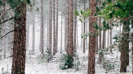 Winter Wonderland in the Evergreen Forest wallpaper