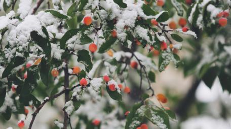 Winter's Beauty Captured in Snowy Berries wallpaper