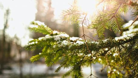 Winter Serenity in Nature's Embrace wallpaper