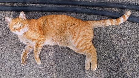 Charming Ginger Cat Relaxing on the Ground wallpaper