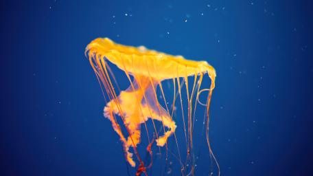 National Aquarium, Baltimore, Maryland wallpaper