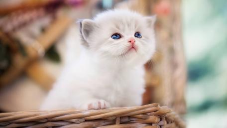Adorable White Kitten with Blue Eyes wallpaper