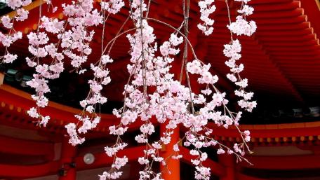 Spring's Embrace of Cherry Blossoms in Japan wallpaper