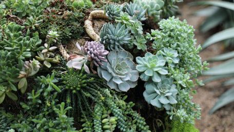 Vibrant Succulent Garden Wallpaper wallpaper
