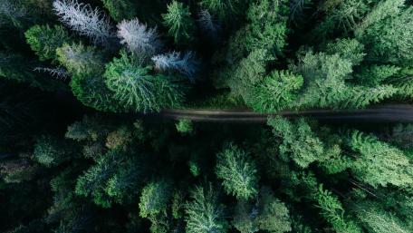 Pathway through Lush Forest Canopy wallpaper