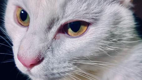Majestic Feline Portrait wallpaper