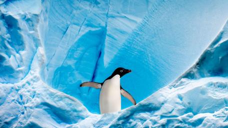 Charming Penguin in Icy Wonderland wallpaper