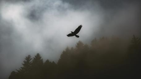 Soaring Through the Misty Forest wallpaper
