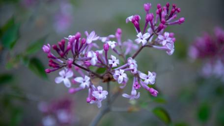 Lilac wallpaper