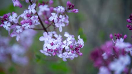 Lilac wallpaper