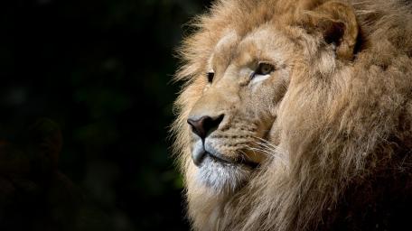Majestic Lion in Serene Profile wallpaper