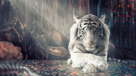 Majestic White Tiger in Repose wallpaper