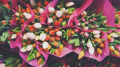 Colorful Tulip Bouquets in Blooming Glory wallpaper