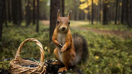 Charming Squirrel Enjoying Summer Delights wallpaper