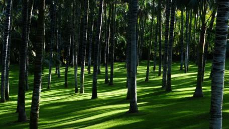 Lush Palm Grove Serenity wallpaper