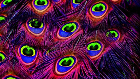 Vibrant Peacock Feather Abstract Art wallpaper