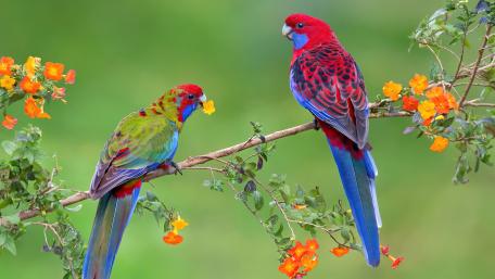 Vibrant Lorikeets in Nature wallpaper