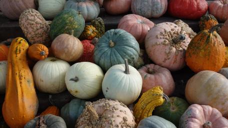 Autumn Harvest of Colorful Pumpkins and Squash wallpaper