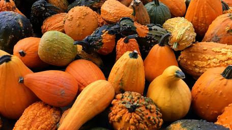 Vibrant Autumn Harvest of Pumpkins and Squash wallpaper