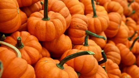 Autumn's Bounty of Pumpkins and Squash wallpaper