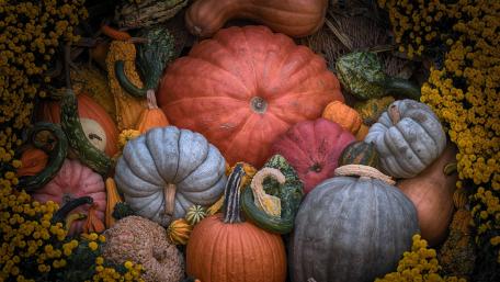Vibrant Autumn Harvest of Pumpkins and Squash wallpaper