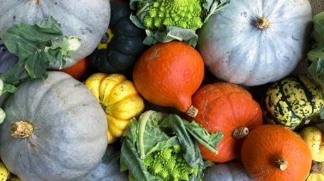 Autumn Harvest of Colorful Pumpkins and Squash wallpaper