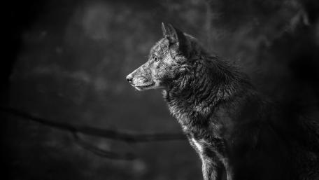 Majestic Shadow in Monochrome wallpaper