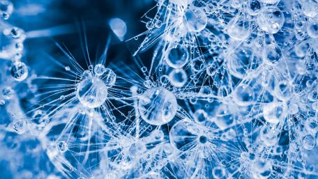 Blue Macro Dandelion Dewdrops Wallpaper wallpaper