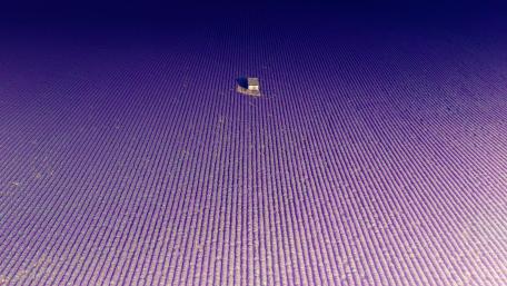 Tranquil Lavender Fields Under a Purple Sky wallpaper