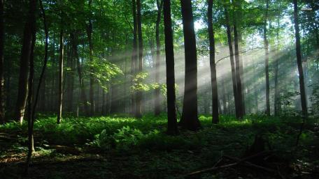 Sunbeams Filtering Through a Lush Forest wallpaper