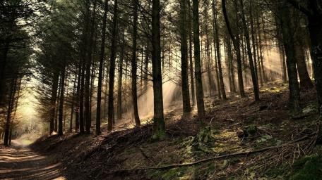 Serene Sunlit Forest Pathway wallpaper