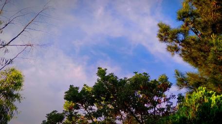 sky-tree wallpaper