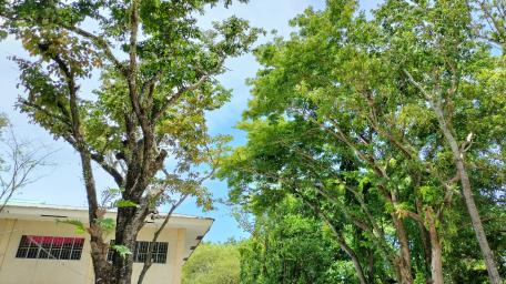 Trees Planted wallpaper