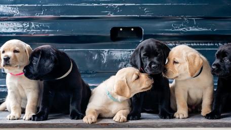 Labrador puppies wallpaper