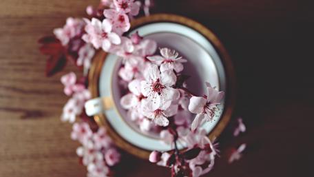Cherry Blossom Serenity in Springtime Beauty wallpaper