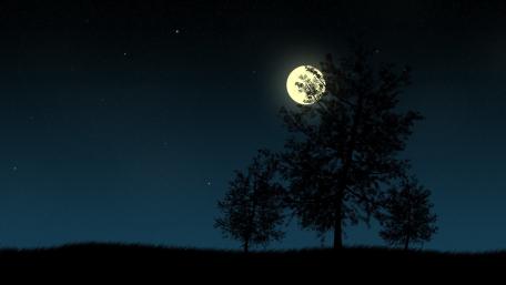 Midnight Moonlit Trees wallpaper