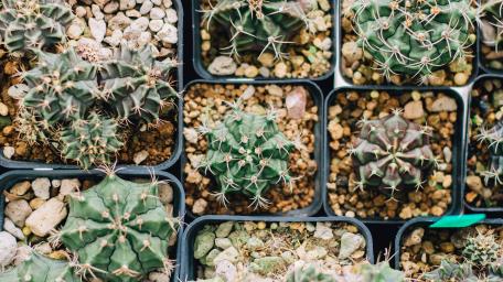 Cactus Collection in Serenity Garden wallpaper