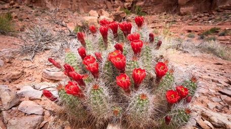 Vibrant Cactus Blooms in Desert Landscape wallpaper