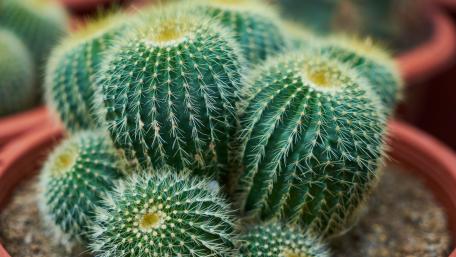 Vibrant Cactus Collection in Pots wallpaper
