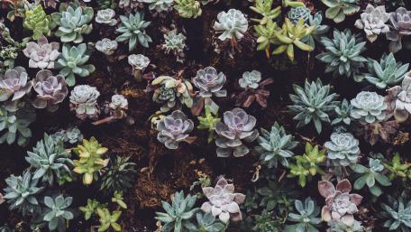 Succulent Garden Oasis in 5K Detail wallpaper