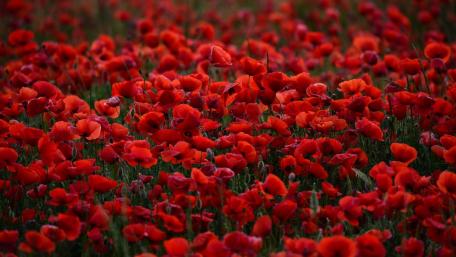 Vibrant Poppy Field in Full Bloom wallpaper