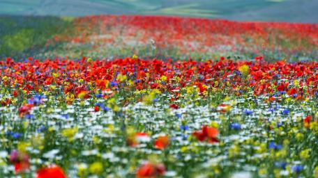 Vibrant Floral Bliss in a Breathtaking Field wallpaper