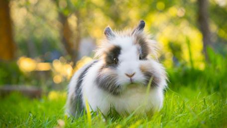 Rabbit wallpaper